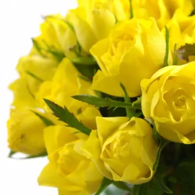 Žlutá růže TOPSUN! 70cm