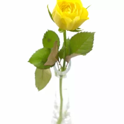 Žlutá růže TOPSUN! 70cm