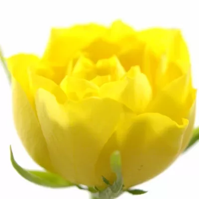 Žlutá růže TOPSUN! 70cm