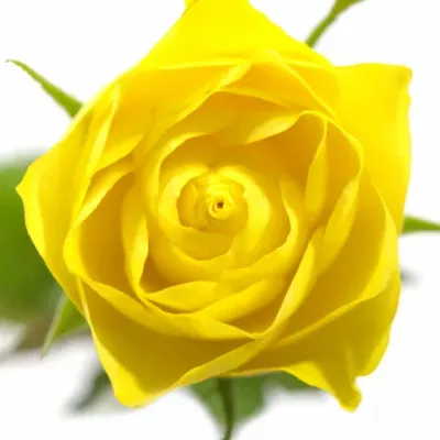 Žlutá růže TOPSUN! 70cm
