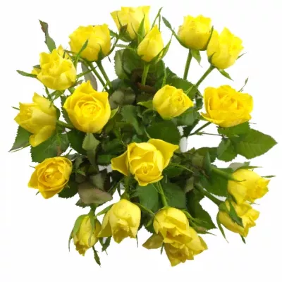 Žlutá růže TOPSUN! 70cm