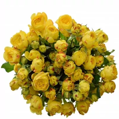 Žlutá růže trsová LEMON POMPON FREELANDER 40cm/5+