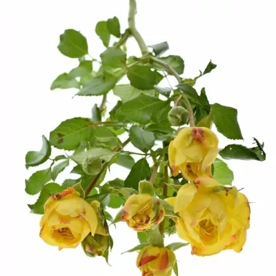 Žlutá růže trsová LEMON POMPON FREELANDER 40cm/5+