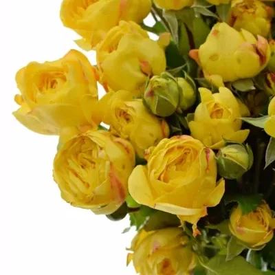 Žltá ruža trsová LEMON pomponem FREELANDER 40cm / 5 +