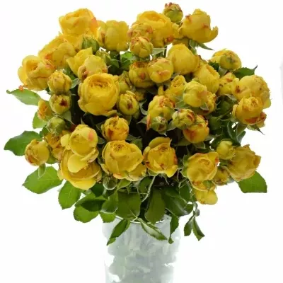 Žlutá růže trsová LEMON POMPON FREELANDER 40cm/5+