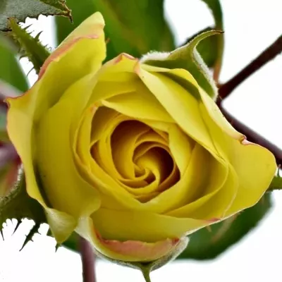 Žlutá růže trsová SOLERO FREELANDER 50cm/5+