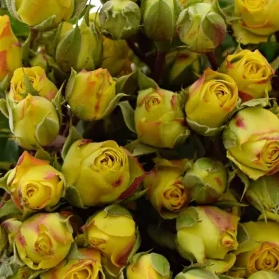 Žlutá růže trsová SOLERO FREELANDER 50cm/5+