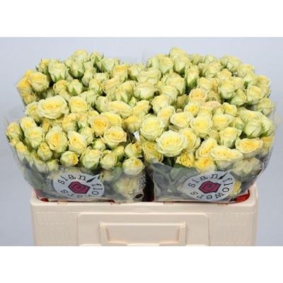 Žlutá růže trsová WEDDING INVITE