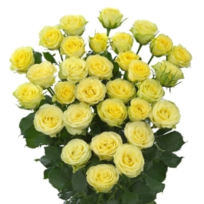 Žlutá růže trsová WEDDING INVITE