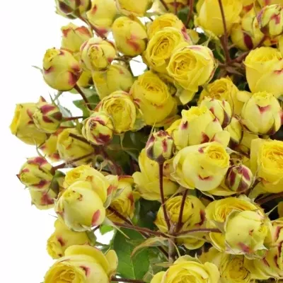 Žlutá růže trsová YELLOW LATIN POMPON FREELANDER 60 cm / 1+