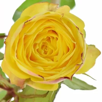 Žlutá růže trsová YELLOW LATIN POMPON 60cm/1+