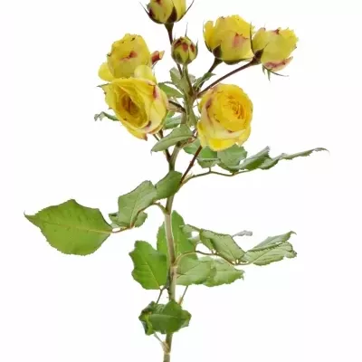 Žlutá růže trsová YELLOW LATIN POMPON 60cm/1+