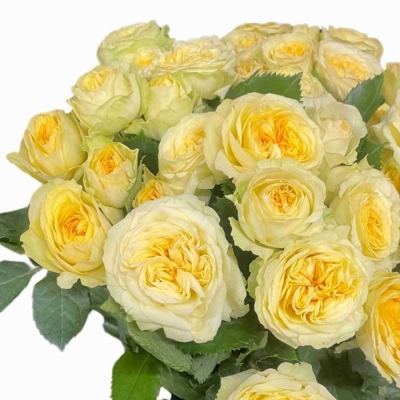 Žlutá růže trsová YOGA TRENDSETTER 50cm /5+