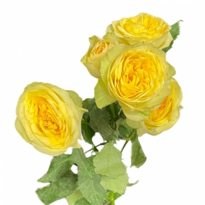 Žlutá růže trsová YOGA TRENDSETTER