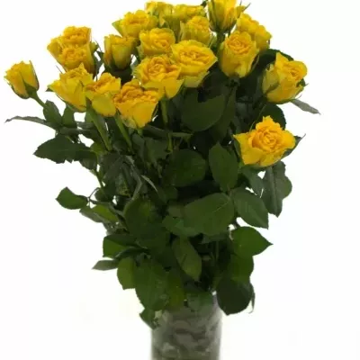Žlutá růže VIVA 40cm