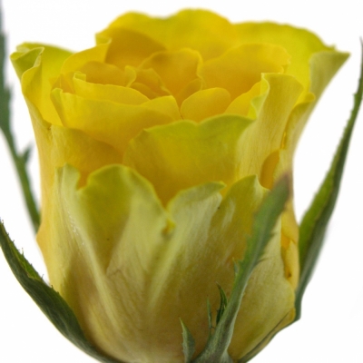 Žlutá růže VIVA 60cm (S)