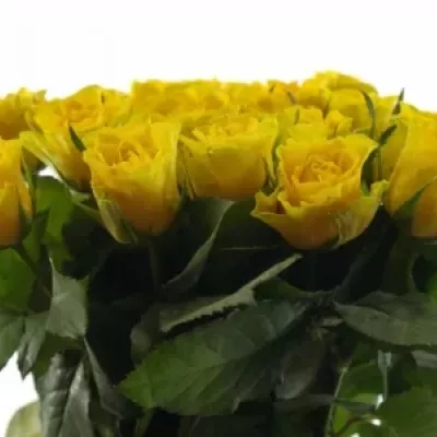 Žlutá růže VIVA 40cm