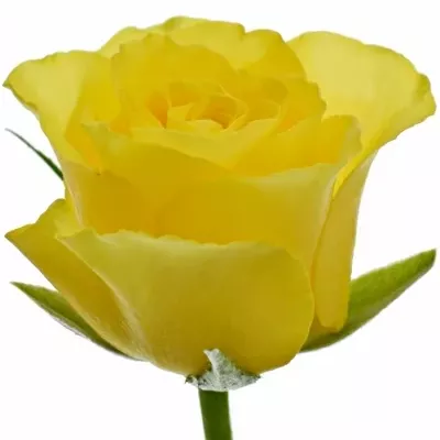 Žlutá růže WEAVER 50cm (S)