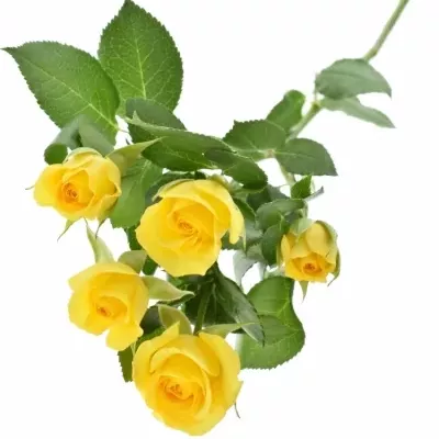 Žlutá růže YELLOW BABE 40cm/3+