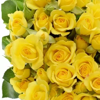 Žlutá růže YELLOW BABE 40cm/3+