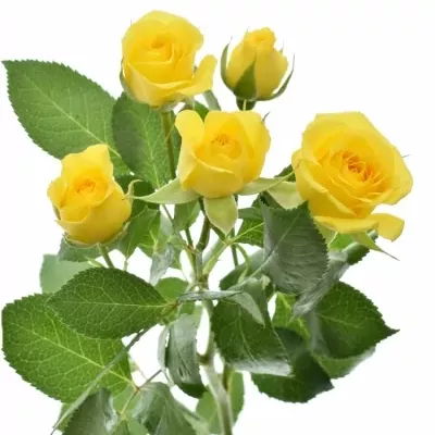 Žlutá růže YELLOW BABE 40cm/3+