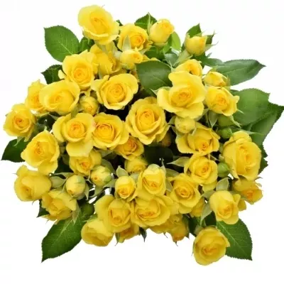 Žlutá růže YELLOW BABE 40cm/3+