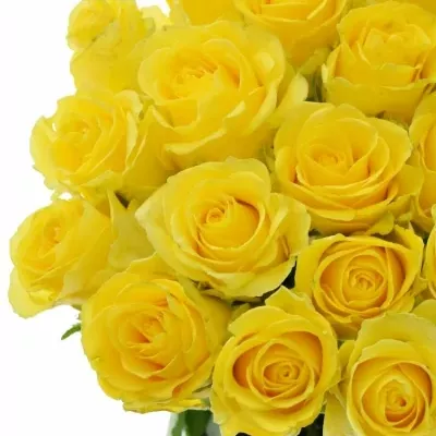 Žlutá růže YELLOW QUALIROSA 50cm (L)