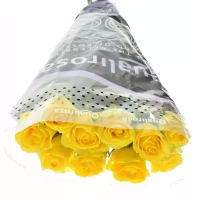 Žlutá růže YELLOW QUALIROSA 50cm (L)