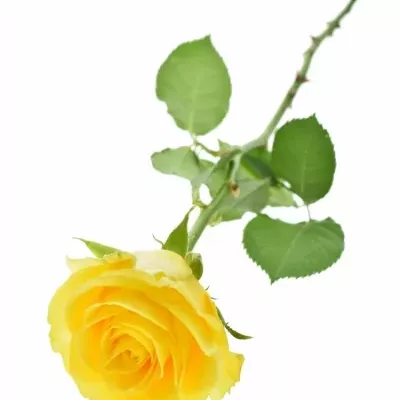 Žlutá růže YELLOW QUALIROSA 50cm (L)