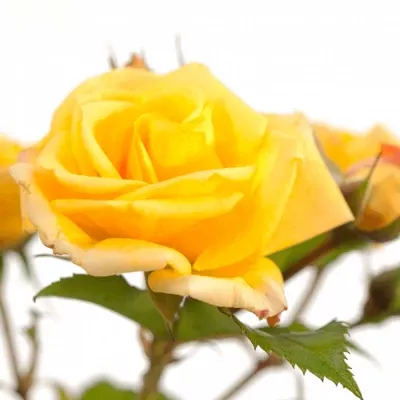 Žlutá růže YELLOW SENSATION 40cm/3+