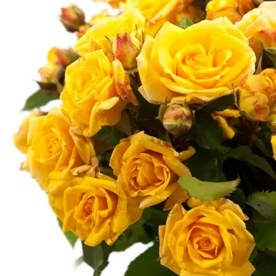 Žlutá růže trsová YELLOW SENSATION@ 40 cm / 3+