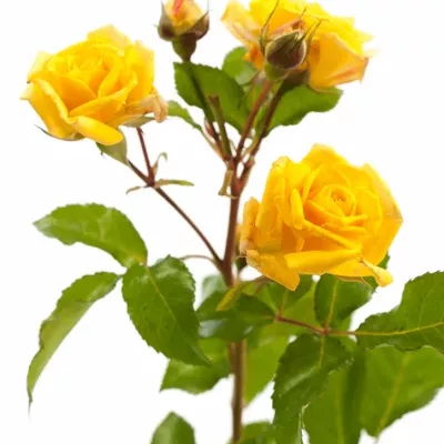 Žlutá růže YELLOW SENSATION 40cm/3+