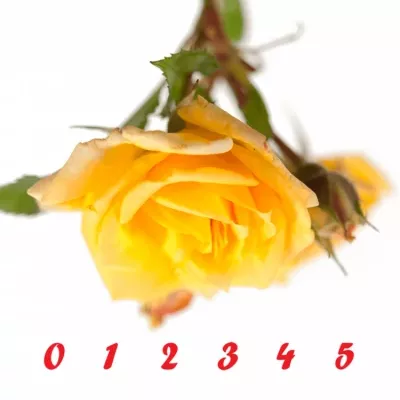 Žlutá růže YELLOW SENSATION 40cm/3+