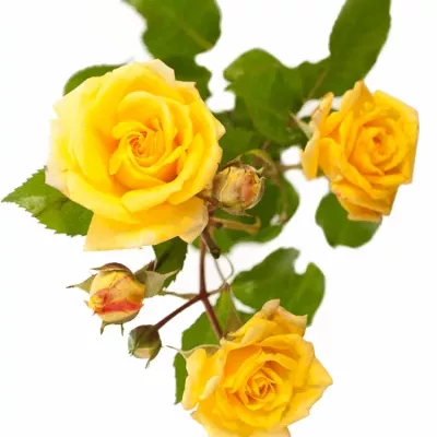 Žlutá růže YELLOW SENSATION 40cm/3+