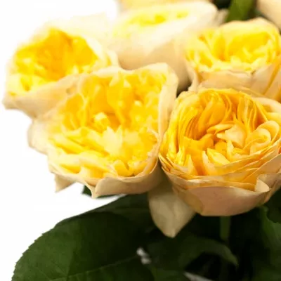 Žlutá růže YELLOW VUVUZELA