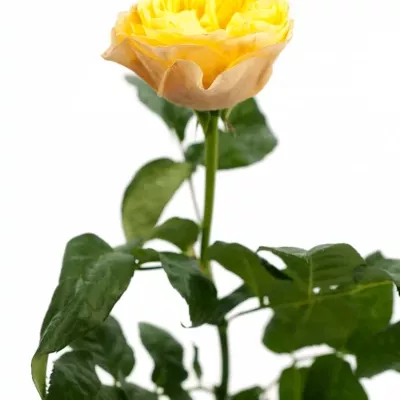 Žlutá růže YELLOW VUVUZELA