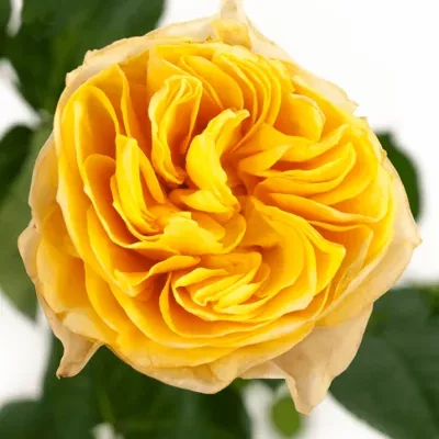 Žlutá růže YELLOW VUVUZELA