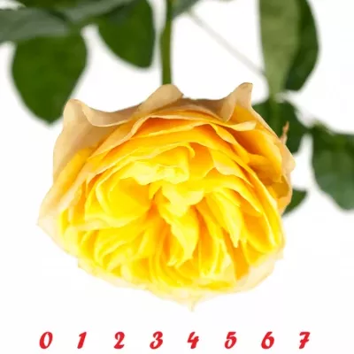 Žlutá růže YELLOW VUVUZELA