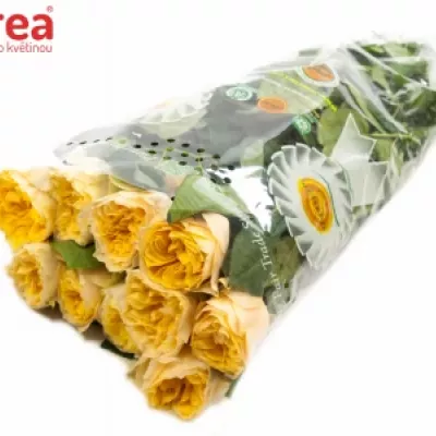 Žlutá růže YELLOW VUVUZELA