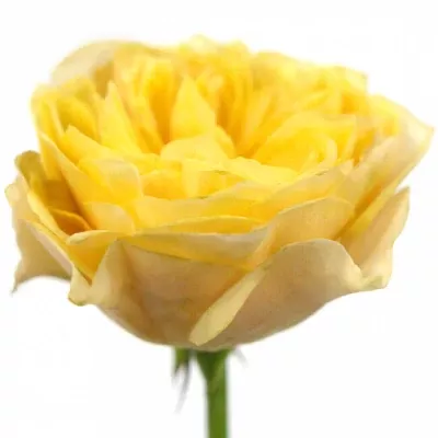 Žlutá růže YELLOW VUVUZELA 35cm (L)