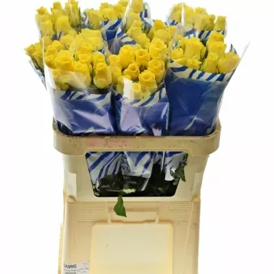 Žlutá růže YELLOWEEN 80cm (M)