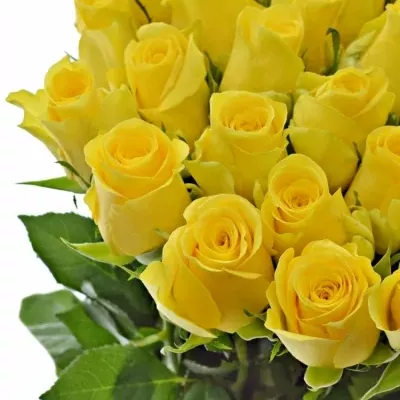 Žlutá růže YELLOWEEN 80cm (M)