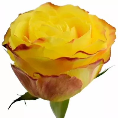 Žlutá růže YELLOWSTONE-BB 60cm (XL)