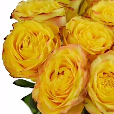 Žlutá růže YELLOWSTONE-BB