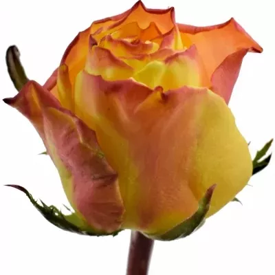 Žlutočervená růže EASY FASHION 50cm (XL)
