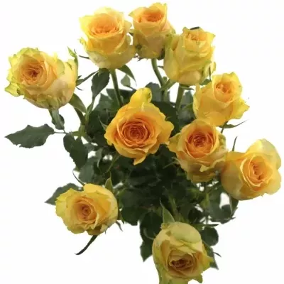 Žlutočervená růže GOLDEN TEMPLE