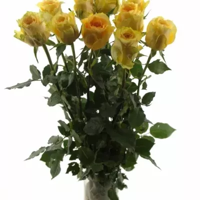 Žlutočervená růže GOLDEN TEMPLE