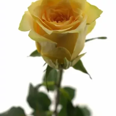 Žlutočervená růže GOLDEN TEMPLE