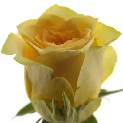Žlutočervená růže GOLDEN TEMPLE 70cm