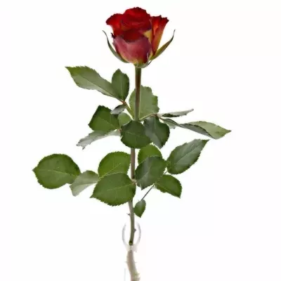 Žlutočervená růže HIGH SOCIETY 60cm